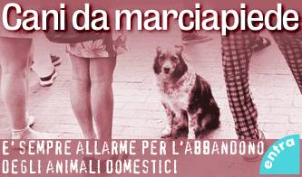 animali domestici come vecchi giocattoli_O1