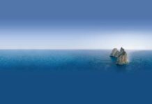 Bergamotto di calabria bergamotto di calabria_O1
