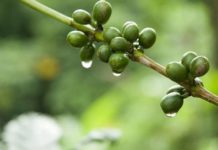 Caffè verde caffe verde_O1