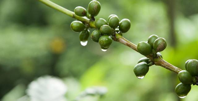 caffe verde_O1