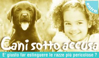 cani killer pitbull da eliminare_O1