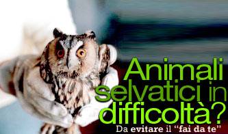 cuccioli in difficolta ad aiutarli davvero ci pensa il centro di recupero_O1