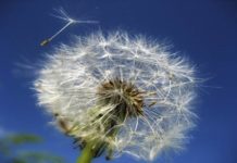 Curare le allergie nel profondo curare le allergie nel profondo_O1