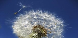 Curare le allergie nel profondo curare le allergie nel profondo_O1