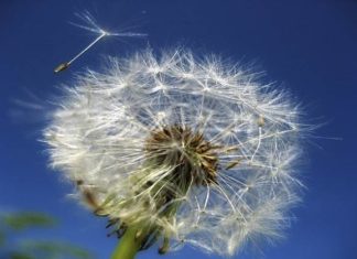 Curare le allergie nel profondo curare le allergie nel profondo_O1