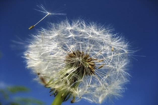 curare le allergie nel profondo_O1