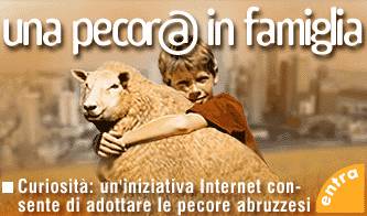 curiosita adotta una pecora_O1