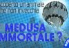 Curiosita´: scoperta una medusa che non invecchia curiosita scoperta una medusa che non invecchia_O1