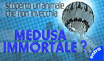 curiosita scoperta una medusa che non invecchia_O1