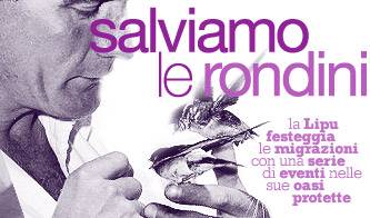 ecologia rondini da salvare_O1