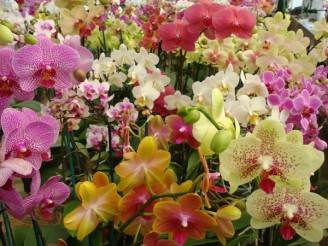 flora et decora_O1