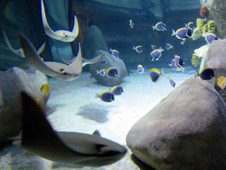 gardaland sea life da record_O1