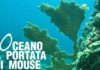 L’oceano a portata di mouse l oceano a portata di mouse_O1