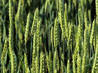 laboratori di alimentazione_O1