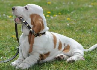 Moschino pets moschino pets_O1