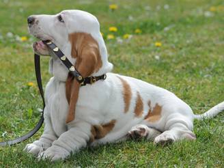 moschino pets_O1