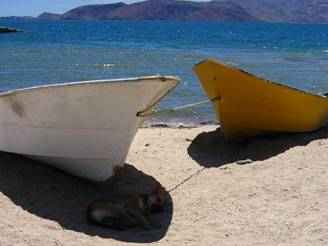 turisti a 4 zampe italia animal friendly_O1