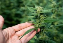 L’efficacia del CBD per la cura della fibromialgia