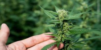 L’efficacia del CBD per la cura della fibromialgia