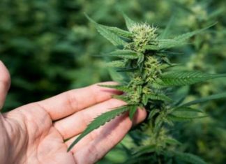 L’efficacia del CBD per la cura della fibromialgia