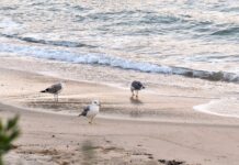 Le più belle spiagge dell’isola d’Elba e del nord della Corsica